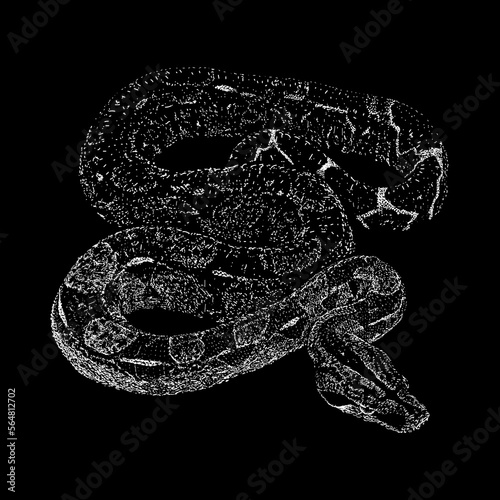 IMG Boa Constrictor hand drawing vector isolated on black background.