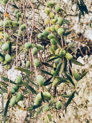 close up of olives