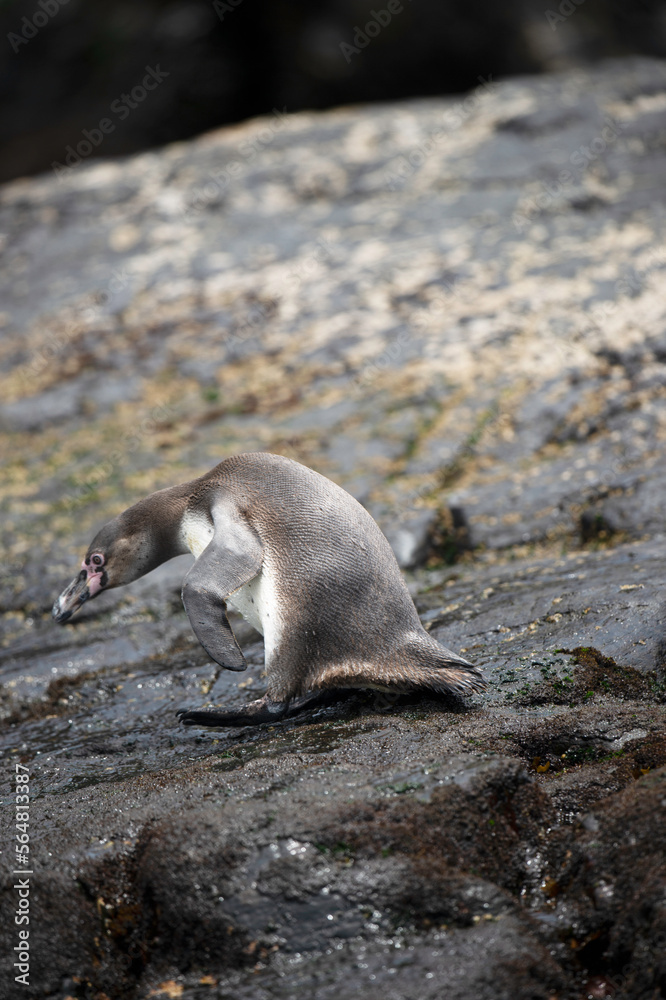 Fototapeta premium natural reserve penguin humboldt chañaral de aceituno 