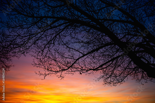 Colorful sunset behind a newly budding tree with bird on branch photo