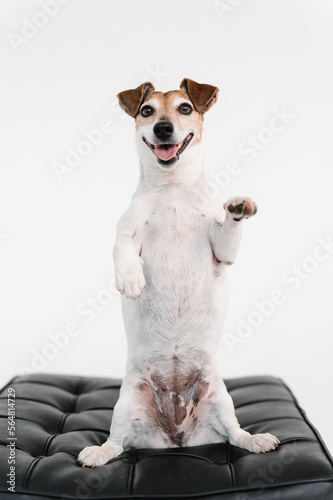 Funny Jack Russell Terrier sitting on hind legs photo