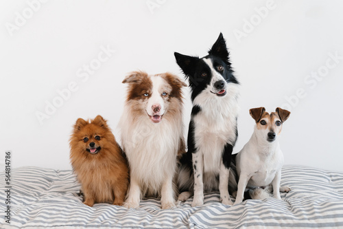 Attentive dogs sitting on mattress photo