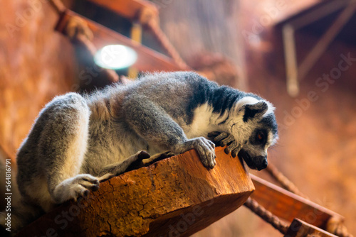 Lemur resting