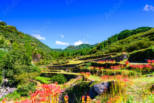 Obraz na plátně 番所の棚田
Bansho Terraced Rice Fields
　【彼岸花の名所、菊鹿町の番所地区にある美しい棚田「日本棚田百選」にも選出されている観光名所