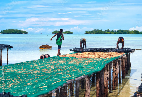 Pacific ocean seaweed farmers dry Kappaphycus algae, crop processing