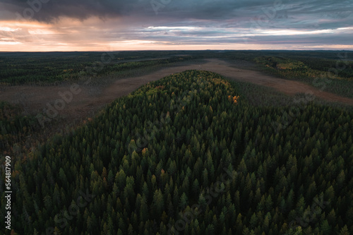 Aautumn forest at sunset photo