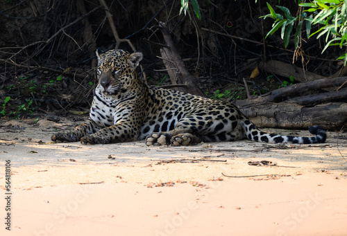 Wild Jaguar lying down on river s sandbank in Pantanal  Brazil
