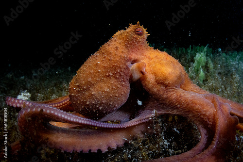 Caribbean Reef Octopus at Night photo