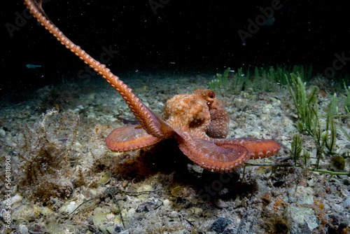 Caribbean Reef Octopus at Night photo