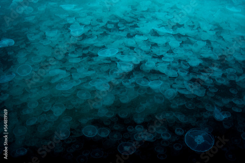 Moon Jelly Smack