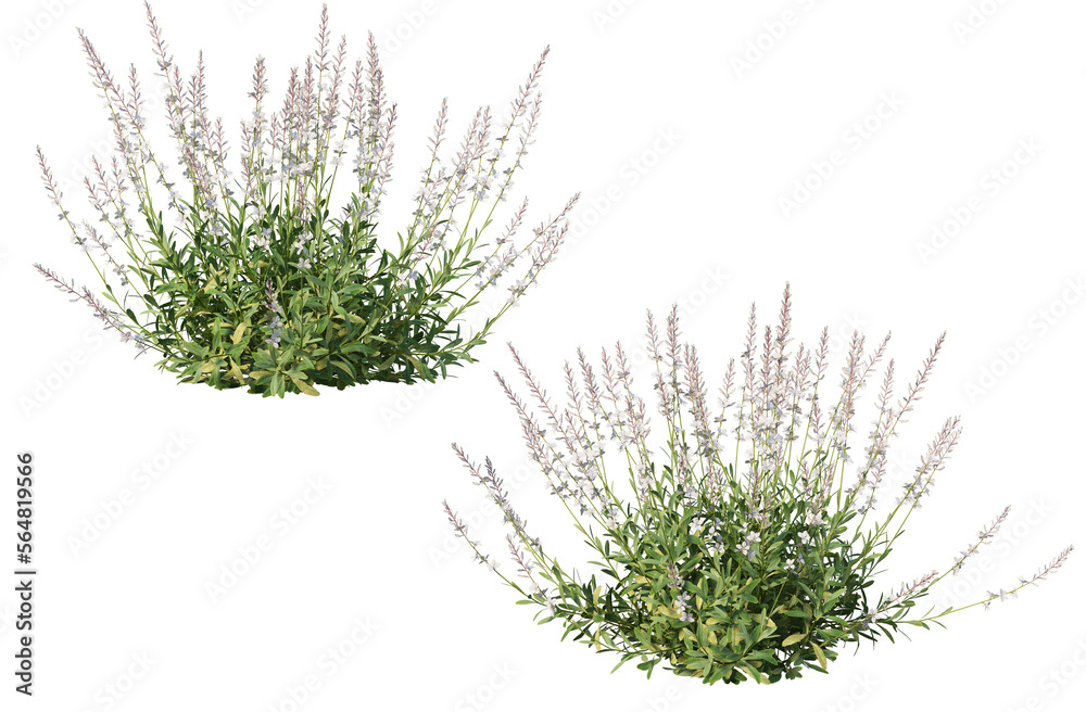 3D render a variety of plants and flowers. 3D render a variety of plants and flowers.