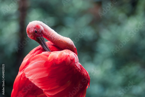 Photography birds of eden