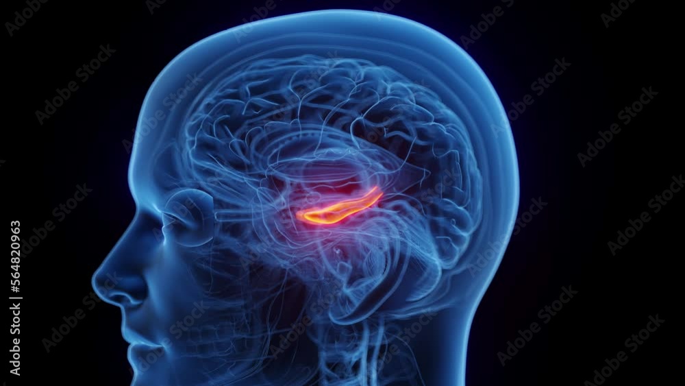 3D rendered medical animation of a man's hippocampus