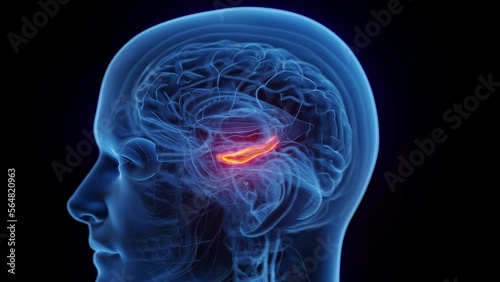 3D rendered medical animation of a man's hippocampus