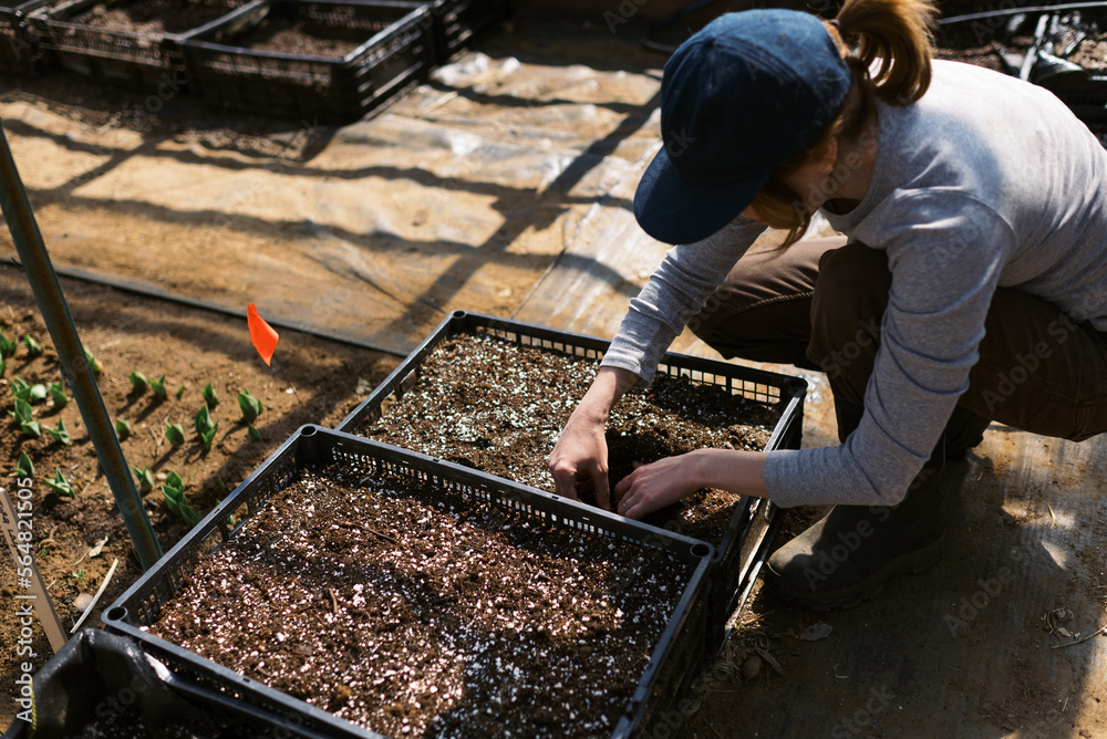 woman checking on her ranunculus bulbs in march in a greenhouse woman checking on her ranunculus bulbs in march in a greenhouse