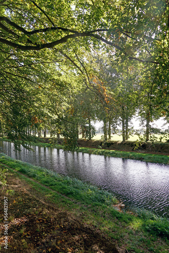 Beech trees along the river photo