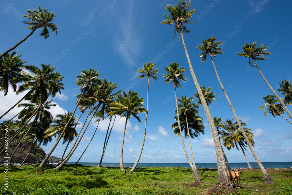 Fototapeta premium Coconut trees in the Hanapaaoa Valley in Hiva Oa, Marquesas Islands, French Polynesia