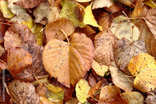 Fallen lime tree leaves photo