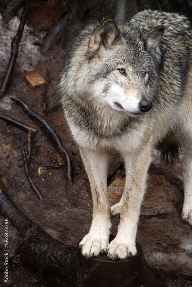 Fototapeta premium Grey wolf standing on snow