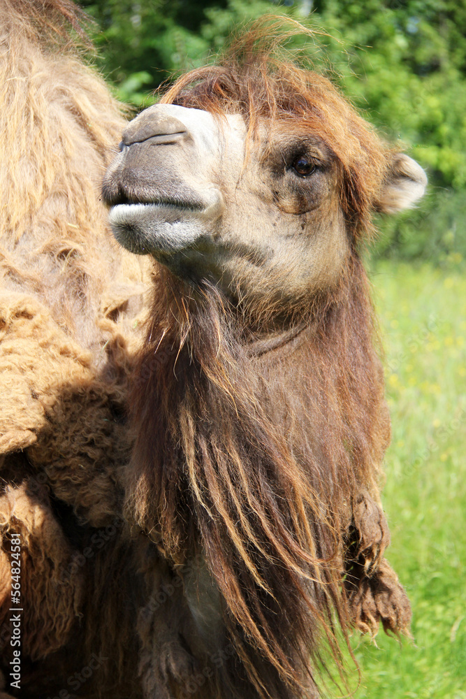 Fototapeta premium Portrait of a beautiful camel
