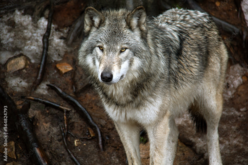 Grey wolf standing on snow Grey wolf standing on snow