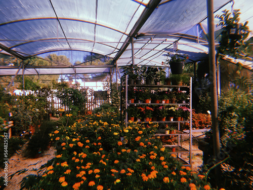 Plants in a glasshouse 