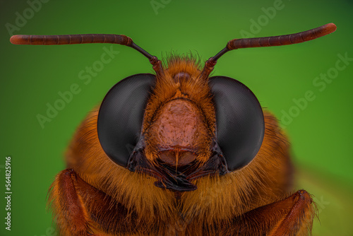 Plasterer Bee photo