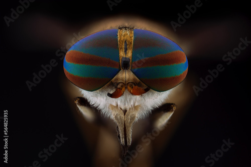 Horsefly - Tabanidae photo