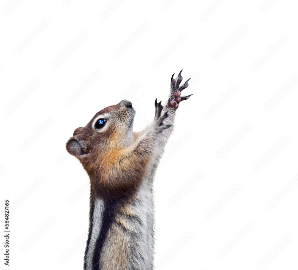 Funny chipmunk holding paws up isolated cutout Stock Photo Adobe Stock