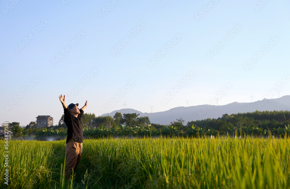 Asian man walking in the rice field in green nature Asian man walking in the rice field in green nature