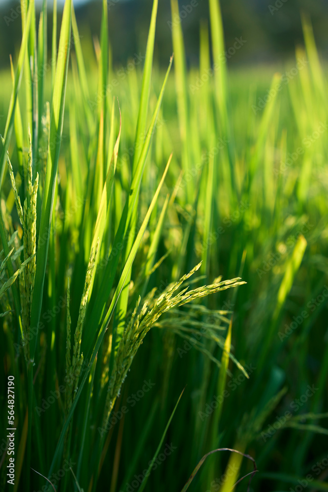 Closeup of rice ears about to ripen Closeup of rice ears about to ripen