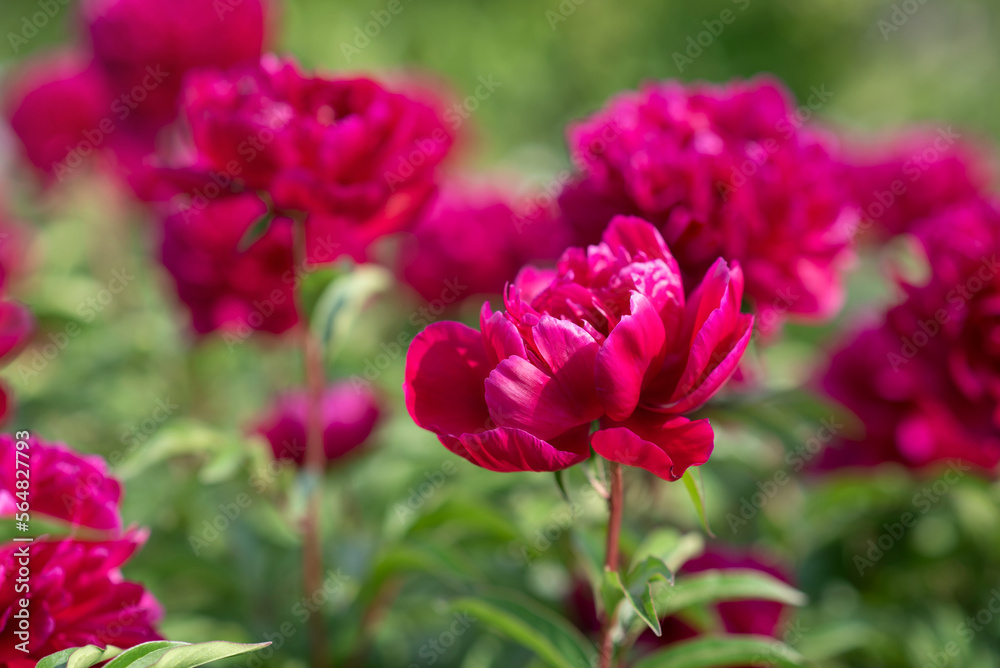 Red fresh bright blooming peony flowers on a sunny spring day in a park in an open space. Soft focus. Selective focus. Red fresh bright blooming peony flowers on a sunny spring day in a park in an open space. Soft focus. Selective focus.