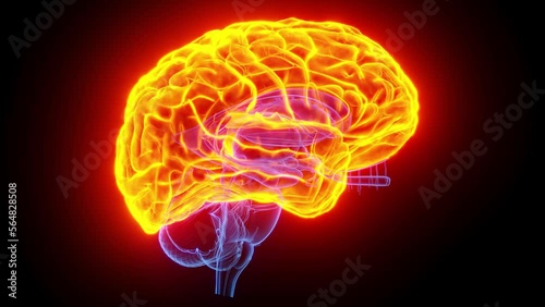 3D rendered medical animation of the cerebrum photo