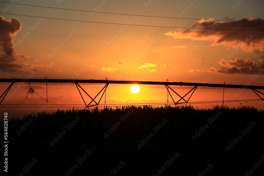 Irrigation of sugarcane plants at sunset.