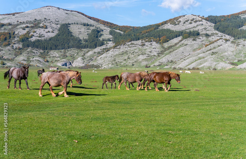 Landascape With Horses In Italy. photo