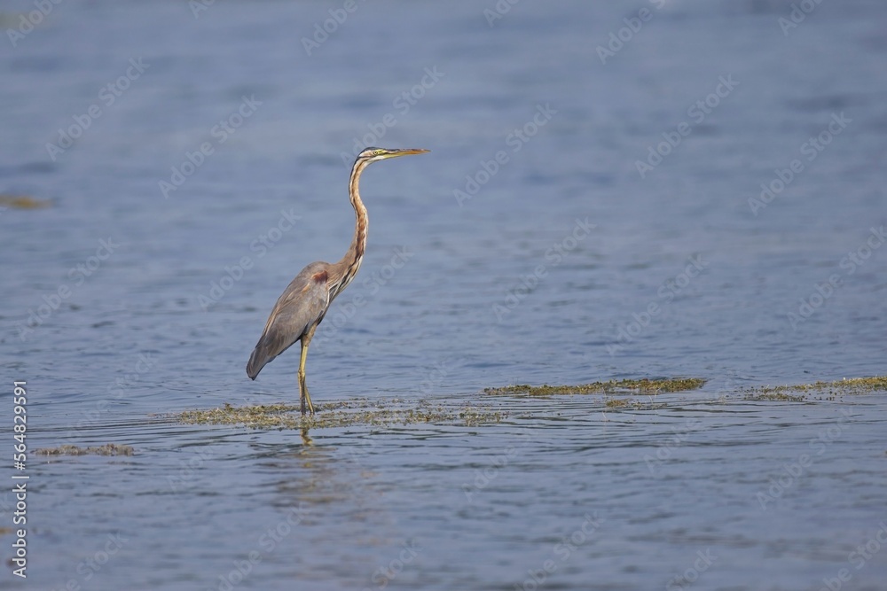 The purple heron, Red heron (Ardea purpurea) in natural habitat. In the lake at Sri Lanka, Volavka Červená landing The purple heron, Red heron (Ardea purpurea) in natural habitat. In the lake at Sri Lanka, Volavka Červená landing