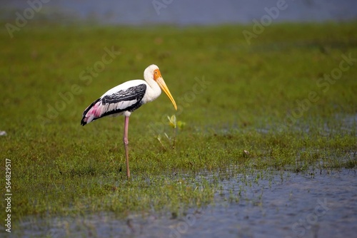 Painted Stork, Nesyt Indický, Mycteria leucocephala in a lake in sri lanka photo