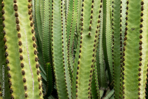 Cactus