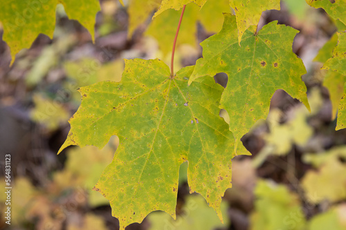 autumn maple leaves