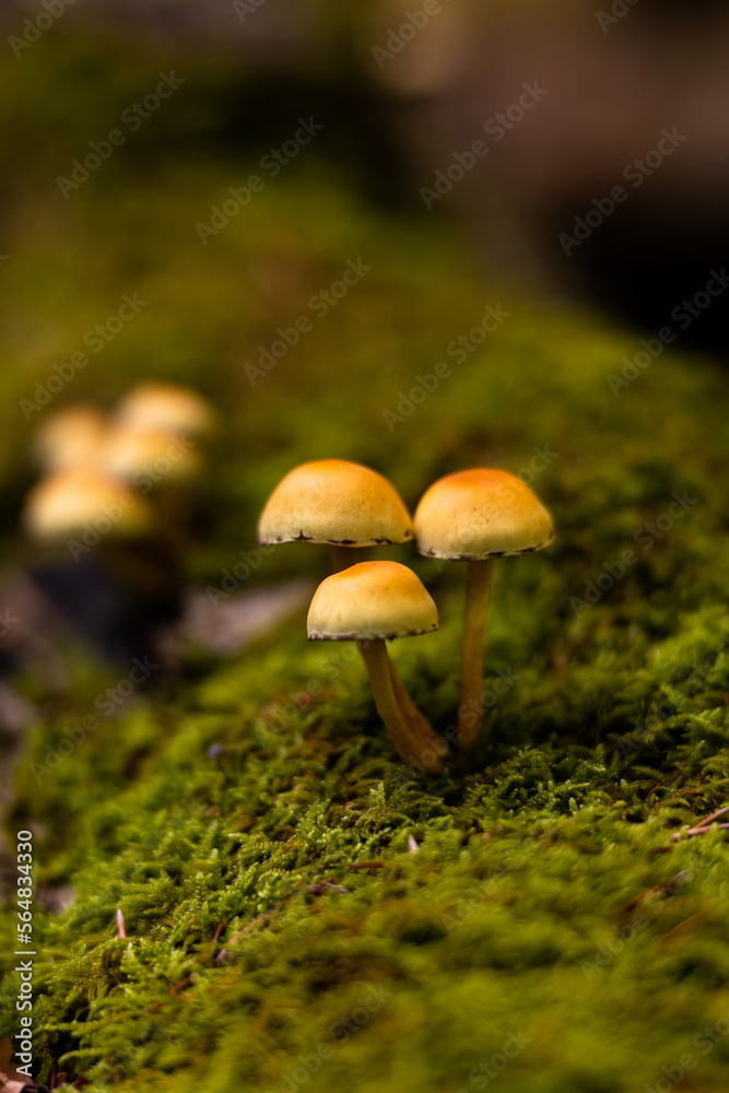 Wild mushroom on the spruce stump Wild mushroom on the spruce stump