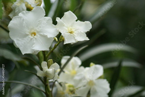 White flower in close-up with blurred background.