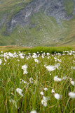 Alpine Wildflowers in the mountain