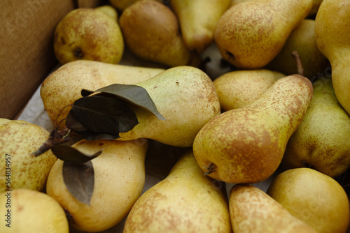 Organic pears and fruit fly photo