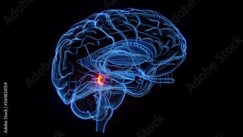 3D rendered medical animation of the inferior colliculus