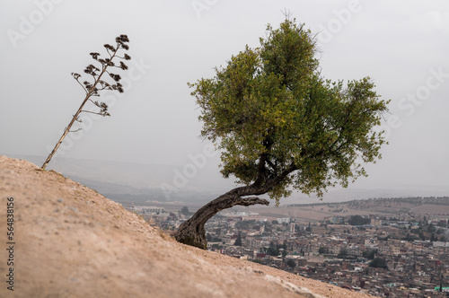 Tree Life