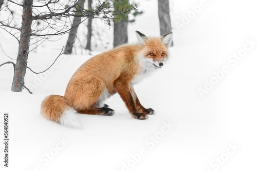 red wild fox in winter forest
