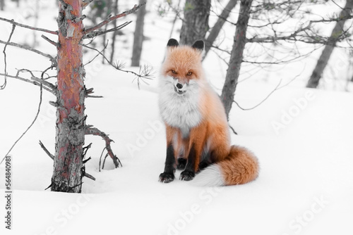 Obraz na plátně red wild fox in winter forest