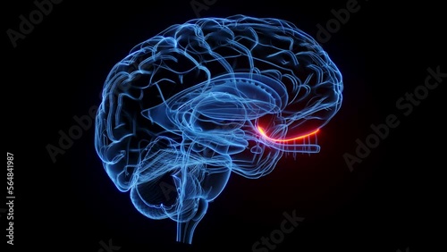 3D rendered medical animation of the olfactory nerve