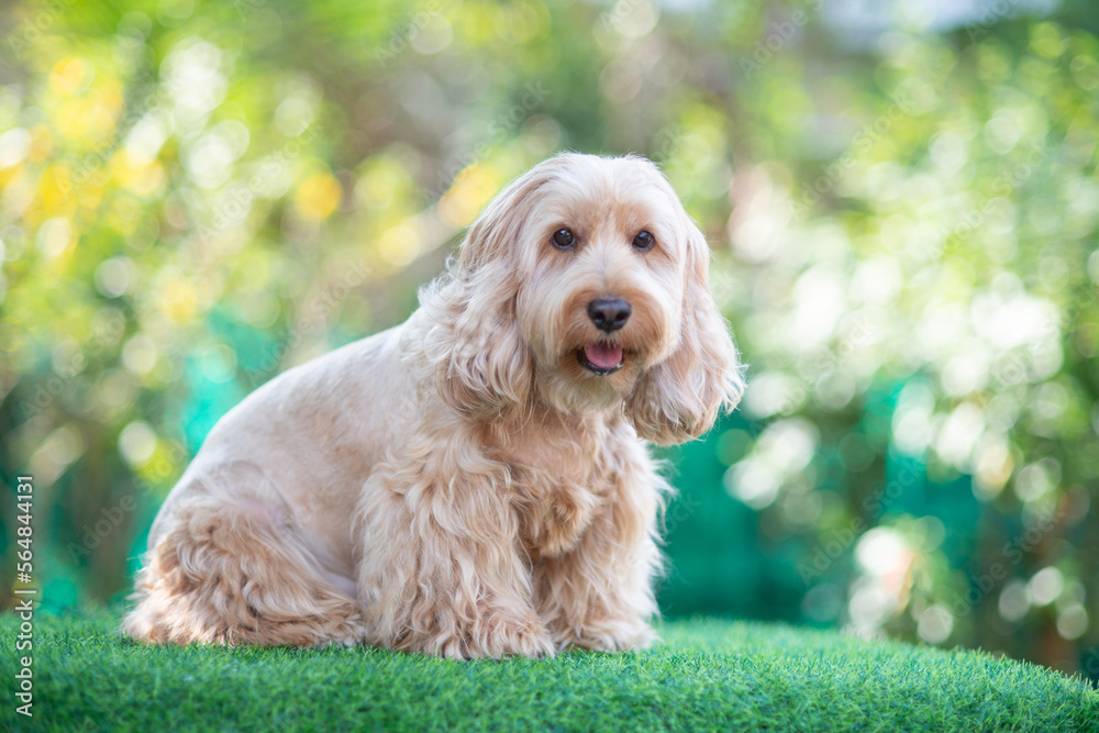 Happy Cockapoo dog sit on green grass. Puppy Cockapoo or adorable cocker is mixed breeding animal (brown fur Cocker Spaniel, Poodle) Funny hairy canine. Cute Cocker dog in garden blurry background. Happy Cockapoo dog sit on green grass. Puppy Cockapoo or adorable cocker is mixed breeding animal (brown fur Cocker Spaniel, Poodle) Funny hairy canine. Cute Cocker dog in garden blurry background.