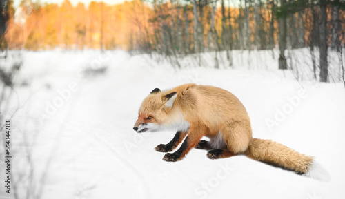 angry red wild fox in winter forest
